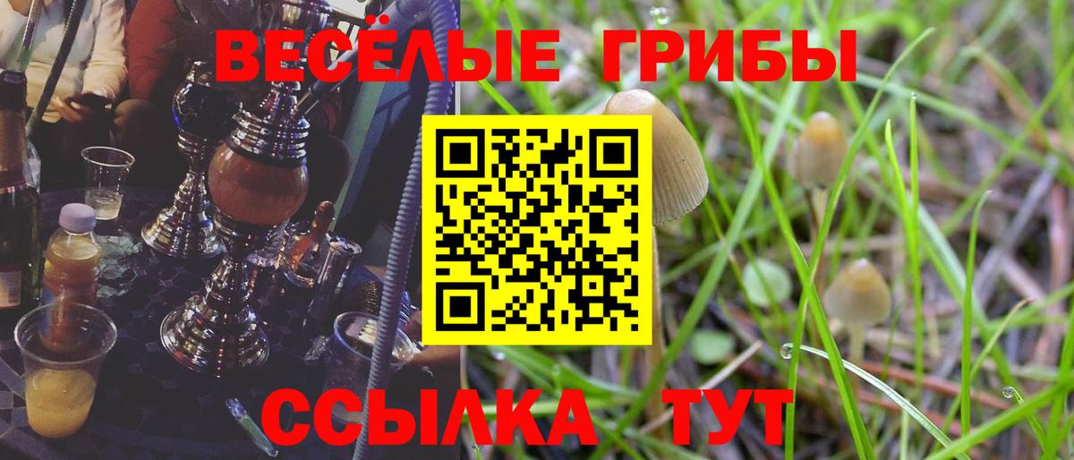 Псилоцибиновые грибы Psilocybine cubensis Ессентуки